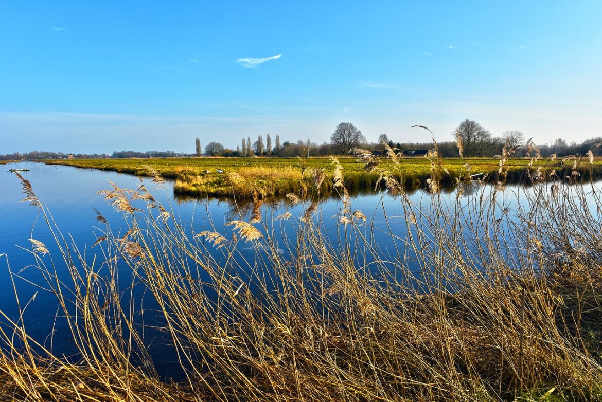 reed-3166428_1280 Koupě pozemku za Prahou? Luxus pro vyšší třídu!